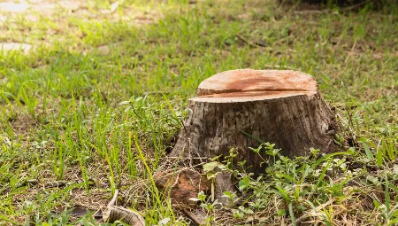 A freshly cut tree stump stands surrounded by grass and small plants on a sunny day, evoking the work of expert tree removal services. The visible growth rings on top gleam as sunlight filters through, highlighting the mix of green grass and soil around it.