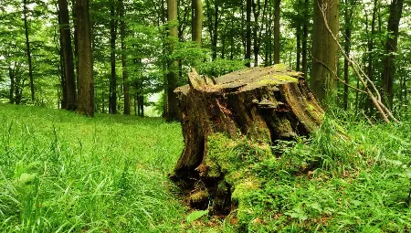 A large tree stump covered in moss stands in a lush, green forest. Tall trees surround the stump, and sunlight filters through the leaves, casting scattered patterns on the grassy forest floor.