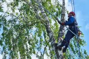 A tree worker, representing Miami's top Tree Cutting Services, is climbing a tall birch tree with green leaves. Wearing safety gear, including a helmet and harness, they skillfully use a pole saw to trim branches against the clear blue sky.