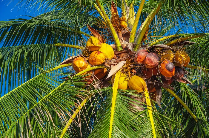 A lush coconut palm tree with a cluster of coconuts in various stages of ripeness, ranging from yellow to brown, set against a clear blue sky. The long green fronds spread outward, casting gentle shadows on the coconuts.