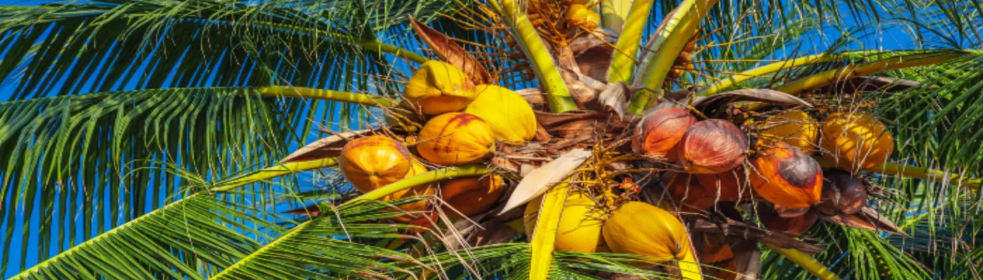 Close-up view of a coconut palm tree in Miami with clusters of yellow and brown coconuts nestled among lush green fronds against a clear blue sky—highlighting the knock-down coconuts service available in the area.