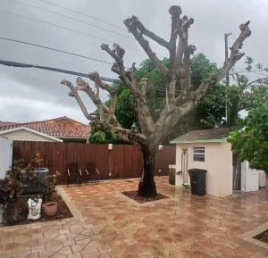 The patio area, showcasing lush landscapes, features a large, expertly pruned tree at its center. The ground is adorned with patterned tiles, surrounded by a few chairs and potted plants. In the background, a small white storage shed and wooden fence complete the scene under an overcast sky.