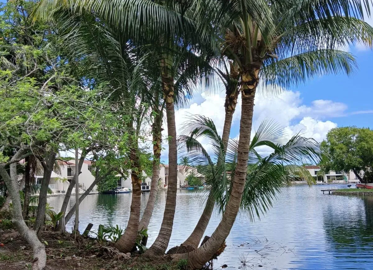 A scenic view of a calm lake bordered by several tall palm trees and lush greenery. Residential houses are seen on the opposite shore under a bright blue sky with scattered clouds.