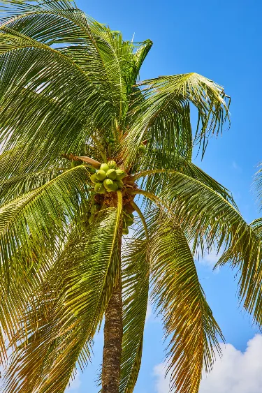 A tall coconut palm tree with clusters of green coconuts and lush fronds stands against a bright blue sky, with a few scattered clouds visible.